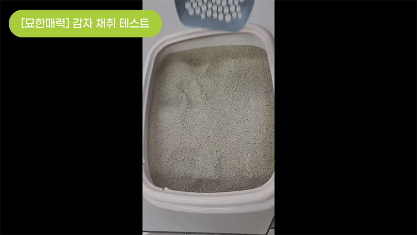 묘한모래감자 채취 테스트