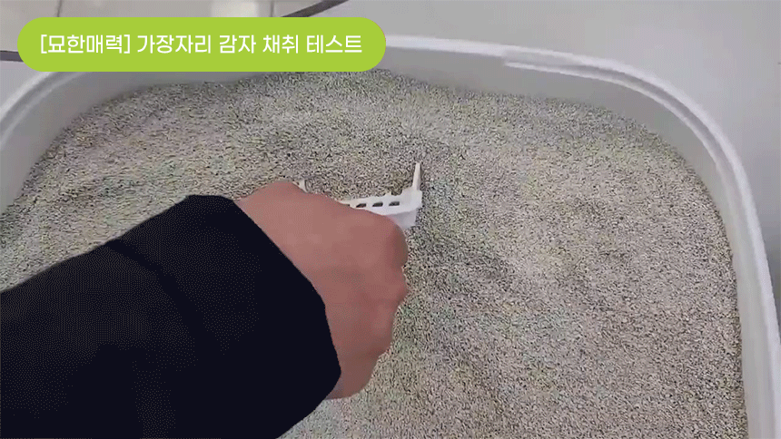 묘한모래 가장자리 감자 채취 테스트